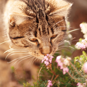 Chat fleurs roses Moustaches Club Créations